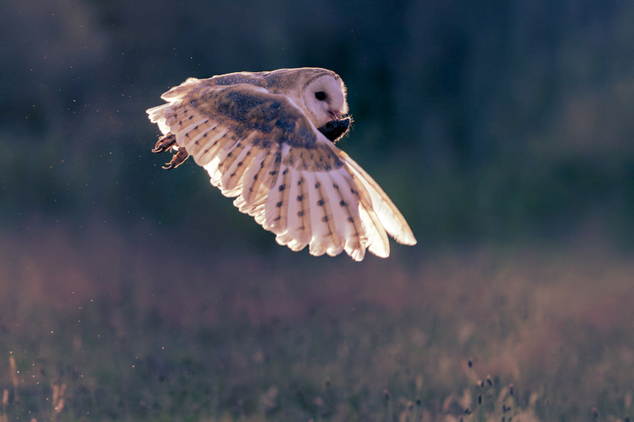 owl