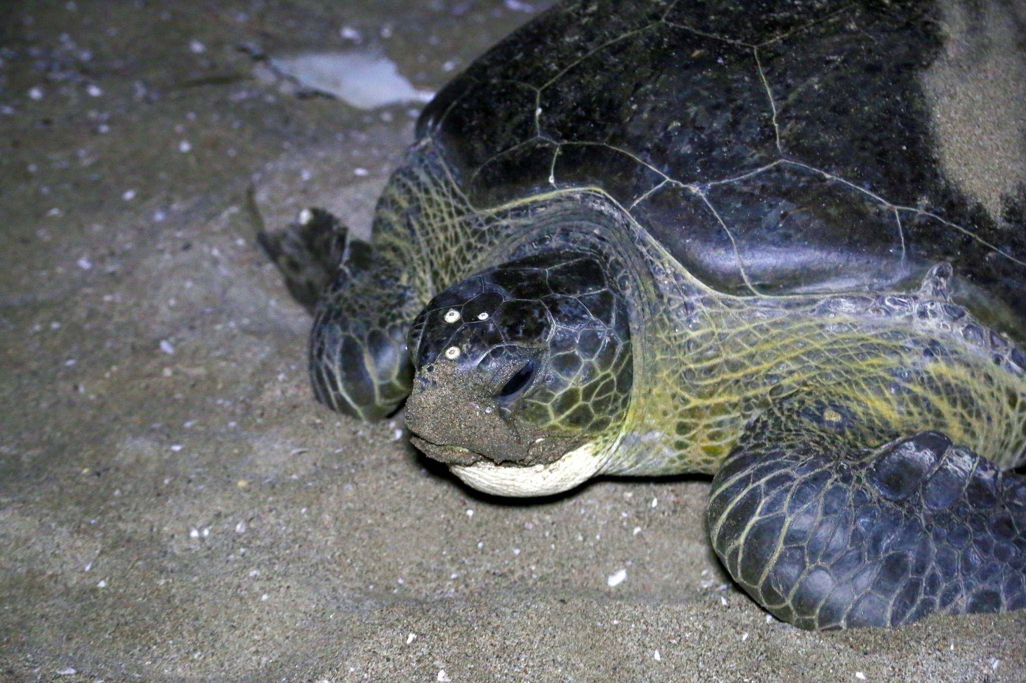 sea turtle
