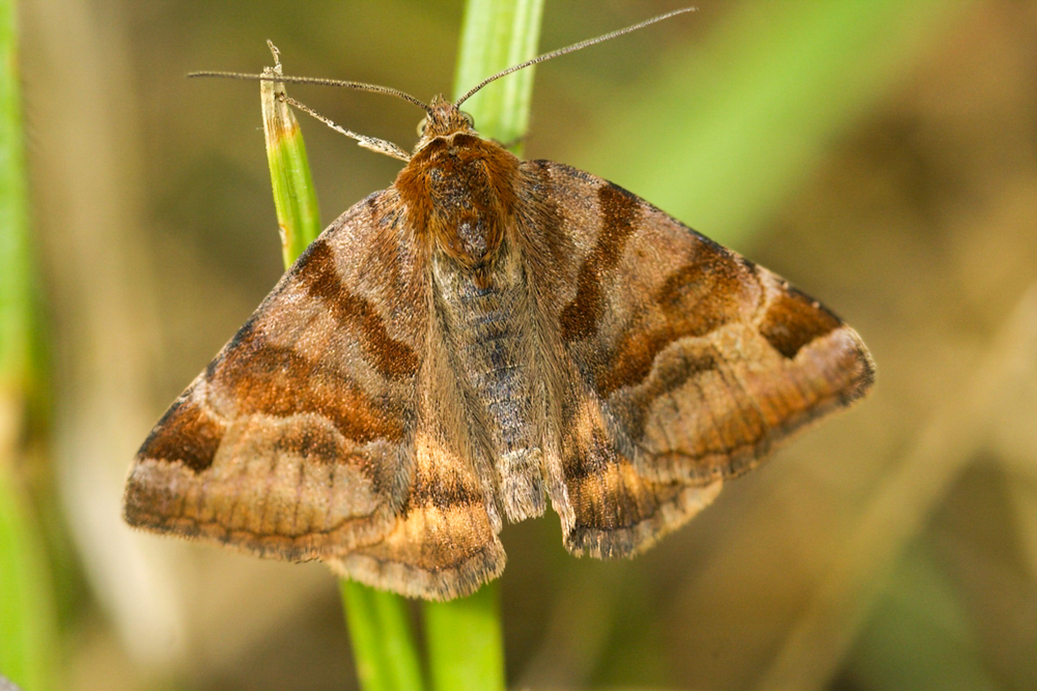 moth