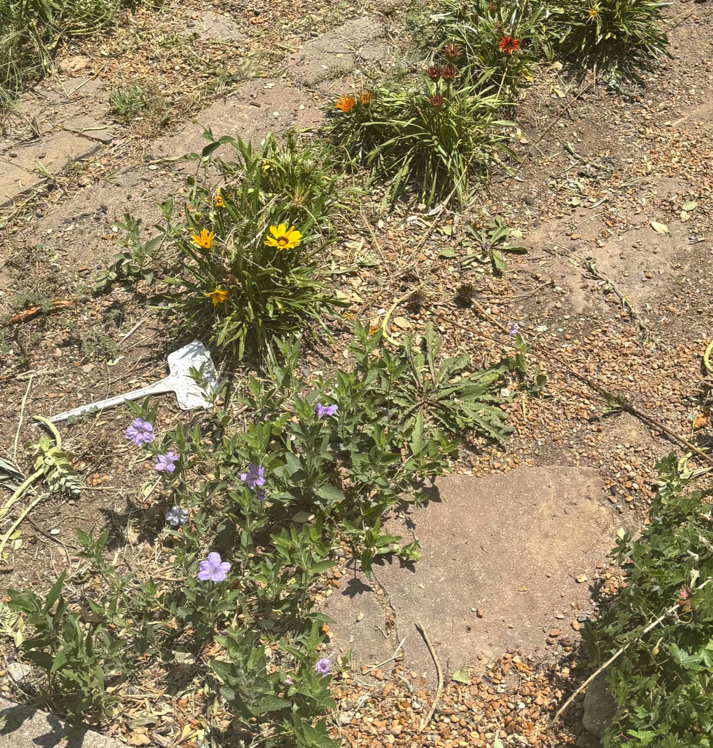 dead garden