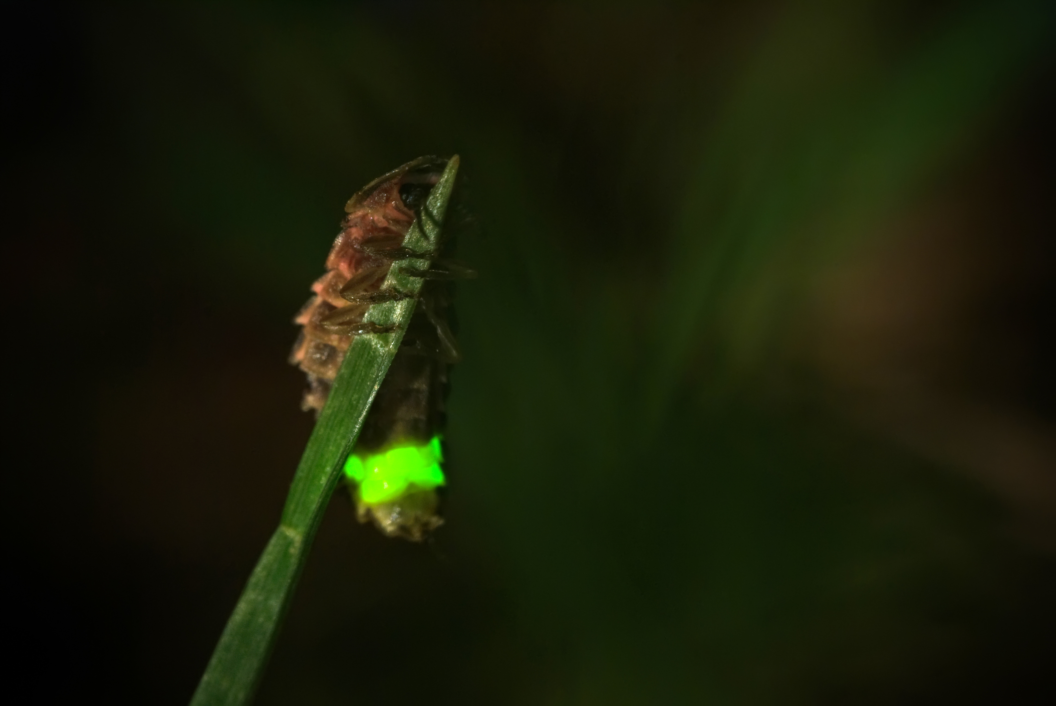 firefly