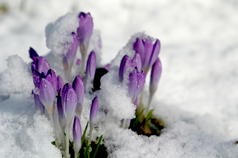 crocus