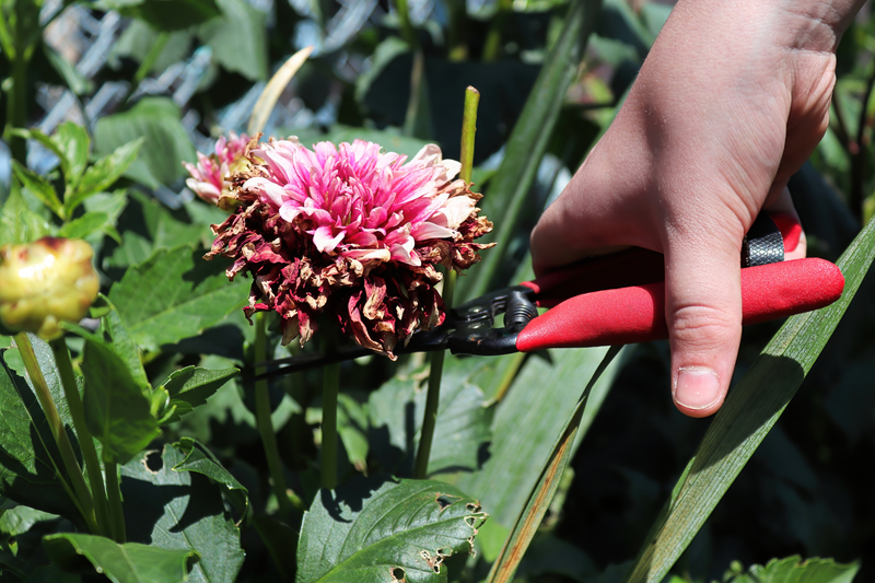 deadheading