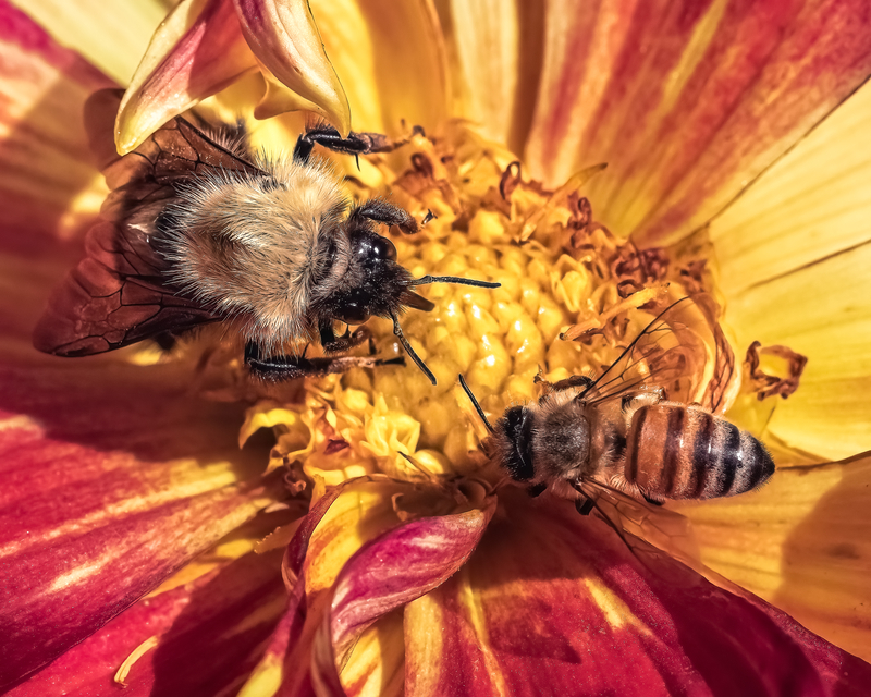 bees on flower