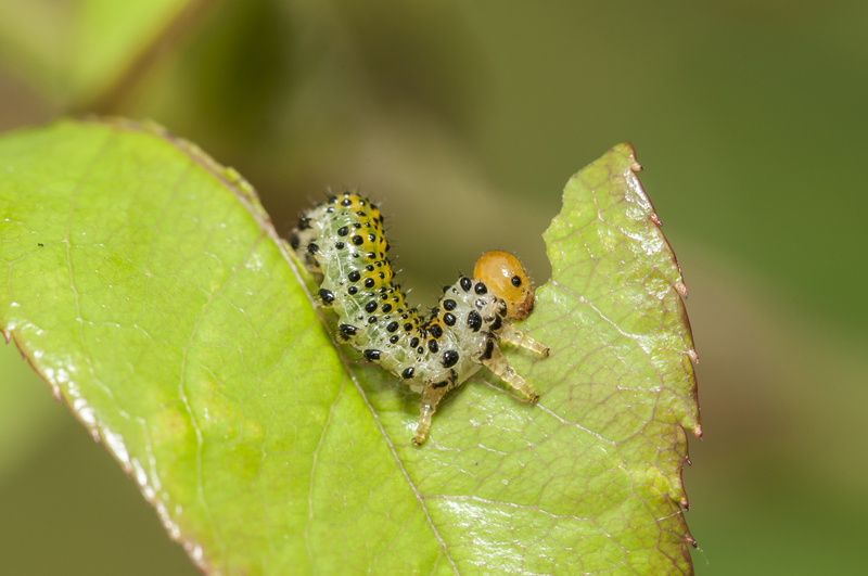 insect