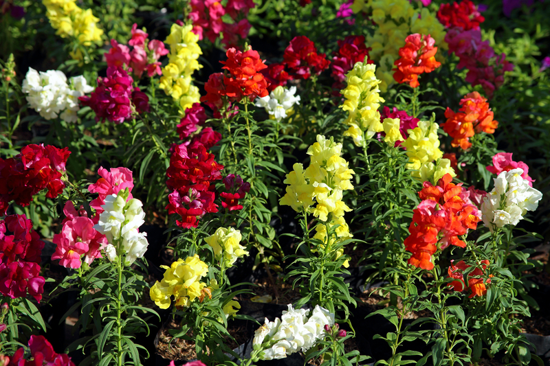 snapdragons