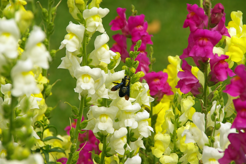 snapdragons