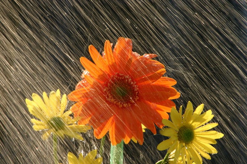 garden in rain