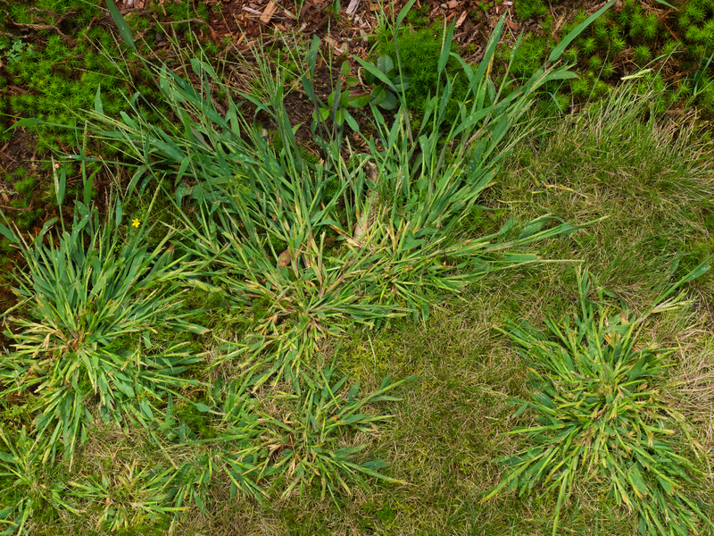 weeds