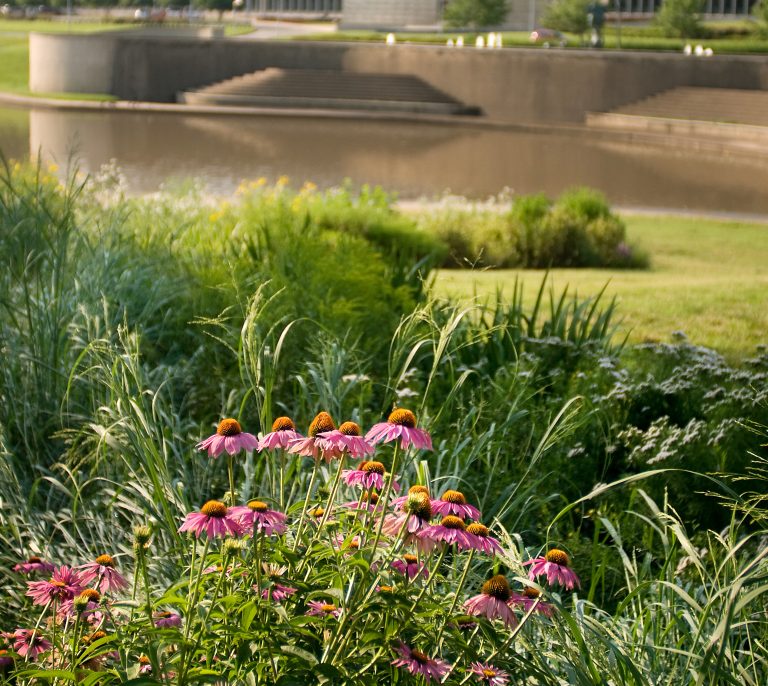 The Best of the Best Perennial Plants for Rain Gardens Blog