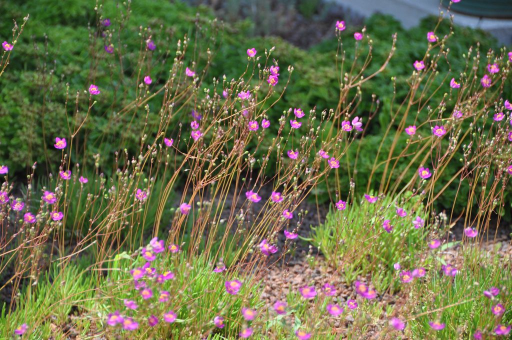 Plant A Patch Fame Flower/ Rock Pink ( Phemeranthus calycinus