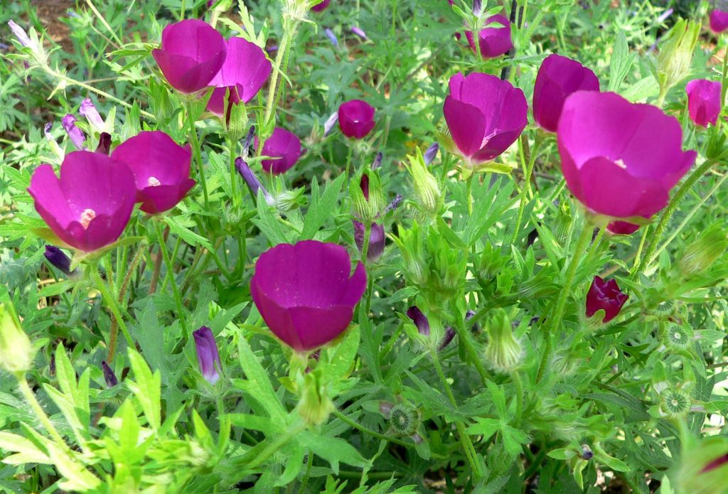 Plant A Patch Purple Poppy Mallow (callirhoe Involucrata) Blog