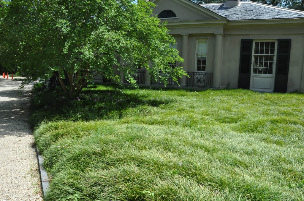 Rethinking Lawns -- Part 3: But I Like Green! - Blog - Embassy