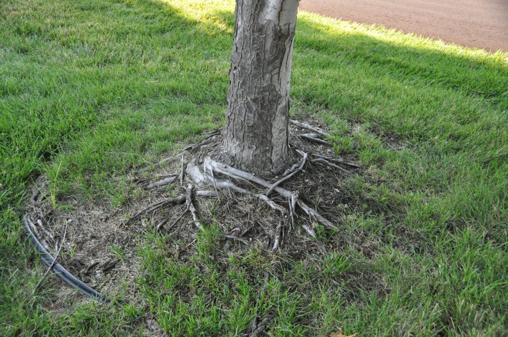 Plant This Not That Part 2 Bare Root, Container or B & B? Blog