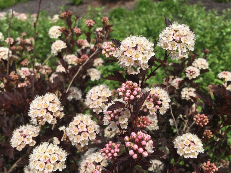 What’s In Bloom Today? Blog Embassy Landscape Group