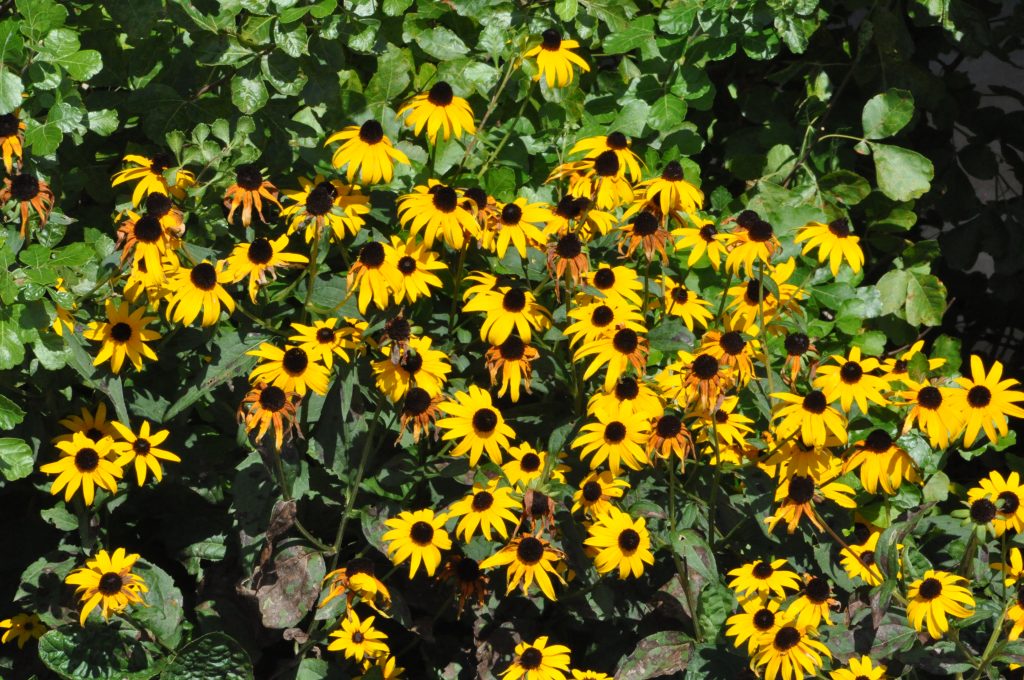 What's in Bloom Today? Blog Embassy Landscape Group