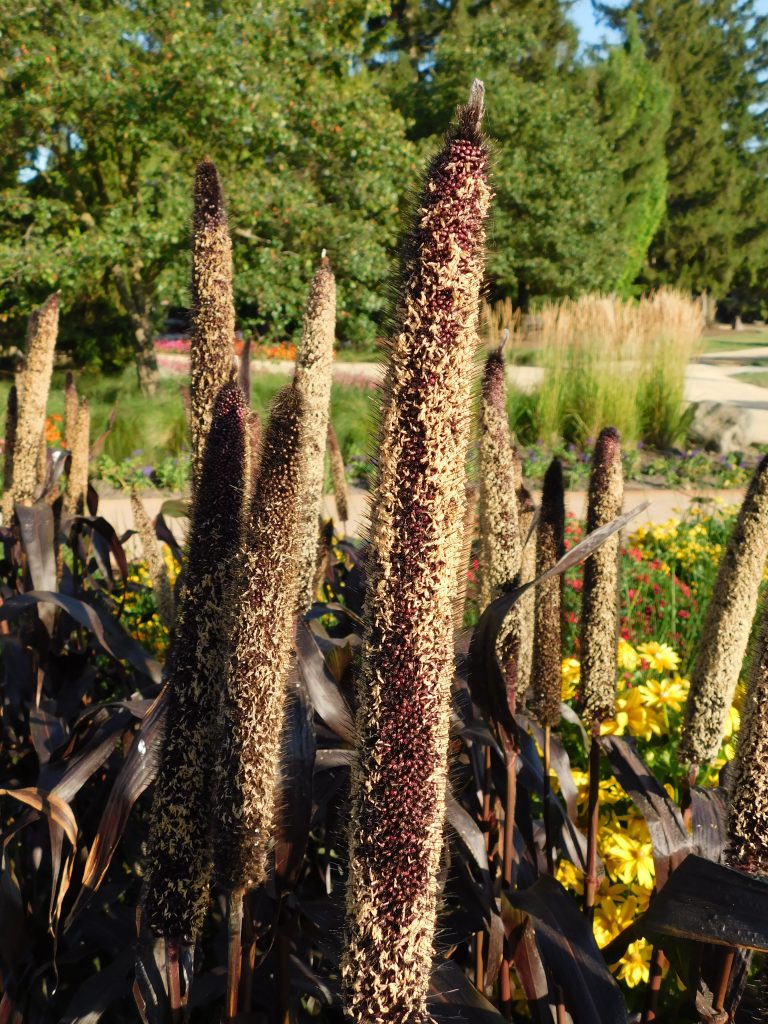 Ornamental Millet A Must Have For The Garden Blog Embassy