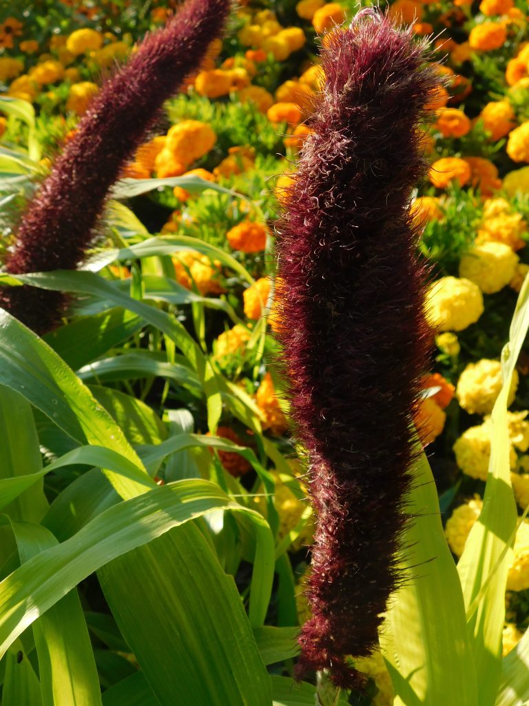 Ornamental Millet A Must Have For The Garden Blog Embassy