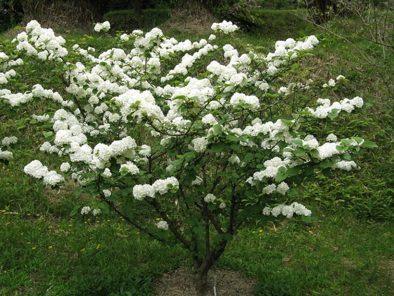 Doublefile Viburnum A Must Have For Your Garden Blog Embassy